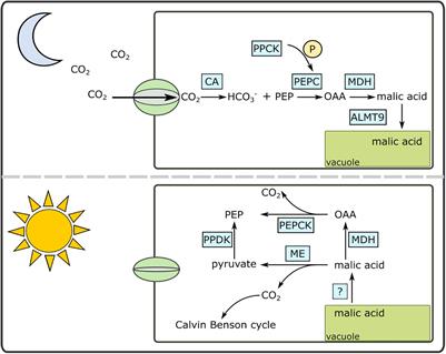 Altered Gene Regulatory Networks Are Associated With the Transition From C3 to Crassulacean Acid Metabolism in Erycina (Oncidiinae: Orchidaceae)